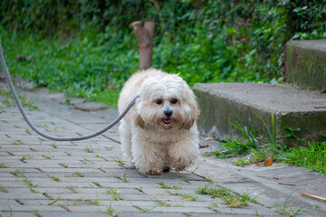 Small Maltese Mix Dog Walking on a Gray Leash in a Park in Medellin, Colombia