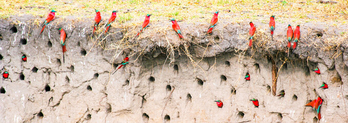 Part of a large colony of Carmine Bee-eaters nesting in the bank of the Linyanti River during the breeding season - Chobe National Park in Botswana