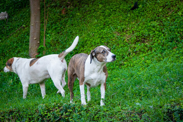 A Brown and White Mongrel Dog is Playing in a Garden with other Dogs