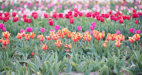 Blooming Tulips on Agriculture Field