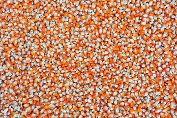 Close up  dried yellow corn kernels are lined up in the background.