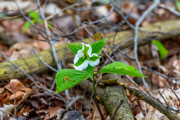 A white flower of a trillium (Trillium grandiflorum) blooming in the spring on Old Mission Peninsula, Traverse City, Michigan, USA.