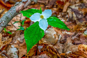 A white flower of a trillium (Trillium grandiflorum) blooming in the spring on Old Mission Peninsula, Traverse City, Michigan, USA.