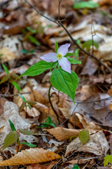 A white flower of a trillium (Trillium grandiflorum) blooming in the spring on Old Mission Peninsula, Traverse City, Michigan, USA.