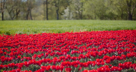 Blooming Red Tulips on Flowers Plantation Farm