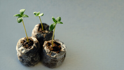 Cannabis sprouts close up. Fresh young marijuana seedling. Growing plant on light background.