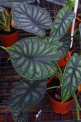 Alocasia Dragon scale  (Alocasia Baginda) has beautiful leaves on pot on natural light    background