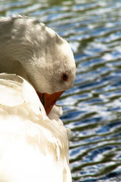 White Goose Peening