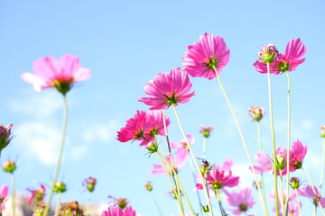 Pastel sweet cosmos flowers on sky background. selective Focus