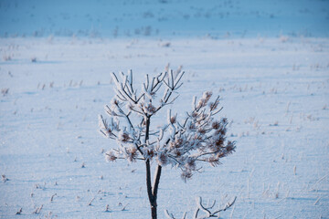 single snowy tree, vertical shot