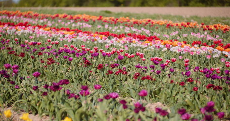Blooming Tulips on Flowers Plantation Farm