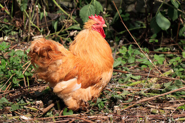 chicken on the grass