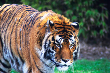 Fototapeta na wymiar Bengal tiger walking through the jungle