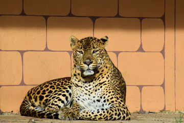 Sri Lankan leopard, portrait in a nature reserve © Bela Art