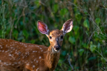 Close-up of a white tailed deer (Odocoileus virginianus) fawn in a forest in Michigan, USA.