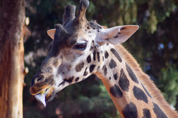 Fototapeta premium Portrait of a giraffe in the savannah