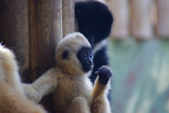 Close-up of a baby monkey
