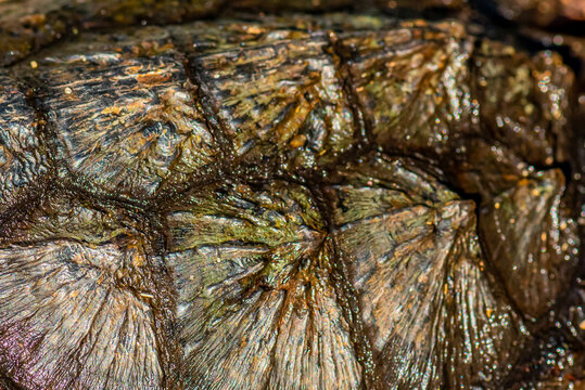 Close-up of the shell of a young Common Snapping Turtle (Chelydra serpentina).