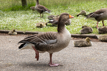 Pink footed goose gathering