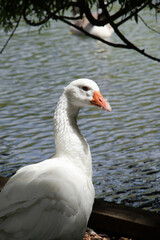 White goose on lake shore