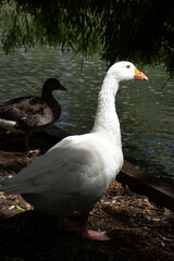 White goose by the lake
