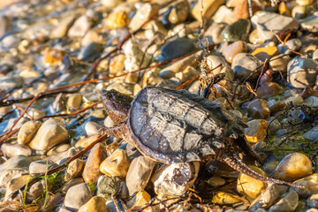 A young Common Snapping Turtle (Chelydra serpentina) makes its way across a rocky beach toward the water.