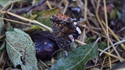 Delicate butterfly on the leaves in the morning