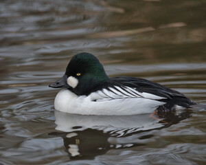 Fototapeta premium Drake Common goldeneye (Bucephala clangula)