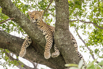 A male Leopard lazing high in the branches of a large tree in Moremi Game Reserve, Botswana