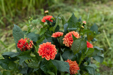 Orange Dahlia Flower in Garden