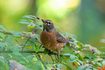 Close-up of an American Robin (Turdus migratorius) perched in a Burning Bush (Euonymus alatus).