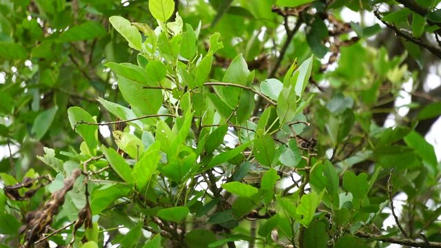 Erythrina fusca (Also called purple coraltree, gallito, bois immortelle, bucayo) flower. Used as a traditional medicine for itching by boiling the leaves