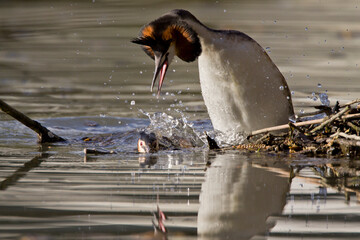 Haubentaucher (Podiceps cristatus)