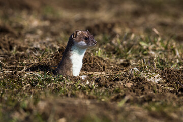 Hermelin (Mustela erminea)