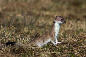 Hermelin (Mustela erminea)