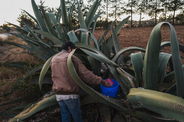 Tlachiquero extracting the mead from the magueyes for the preparation of pulque at sunset, a...