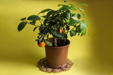 orange and green plant