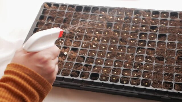 woman wateres seeds of vegetable plants from spray. Water for watering, birth of new life, closeup, home windowsill.