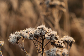 Łąkowe, suche rośliny w zimowy poranek, pokryte kryształami szronu.