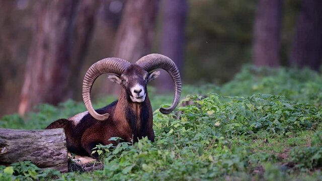 Mouflon widder lies in the forest during the rutting season and rests, autumn, north rhine westphalia, germany, (ovies aries musimon)
