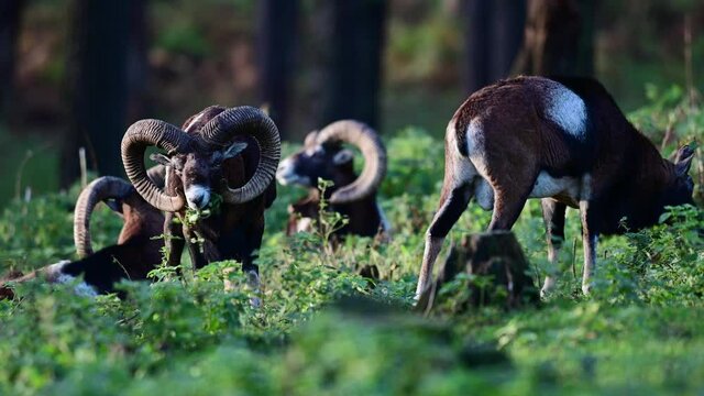 Mouflon widder group standing in the forest during the rutting season with fallow deers in background, autumn, north rhine westphalia, germany, (ovies aries musimon, dama dama)