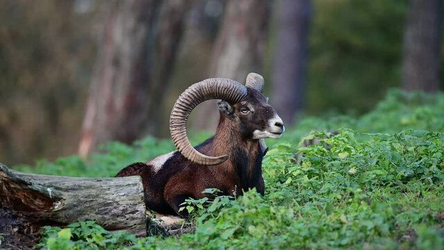Mouflon widder lies in the forest during the rutting season and rests, autumn, north rhine westphalia, germany, (ovies aries musimon)