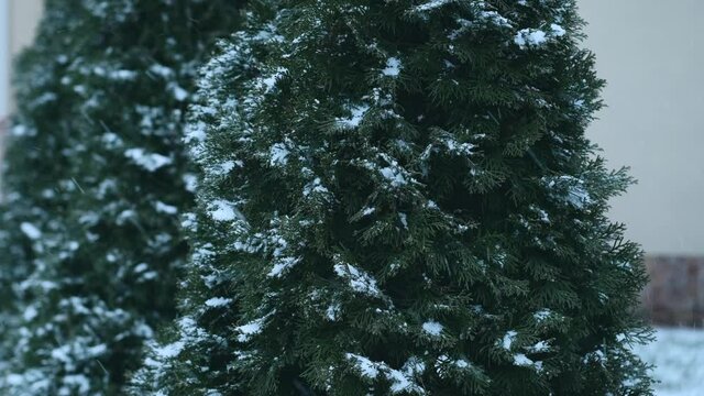 Footage of snowing near green bushes during winter.