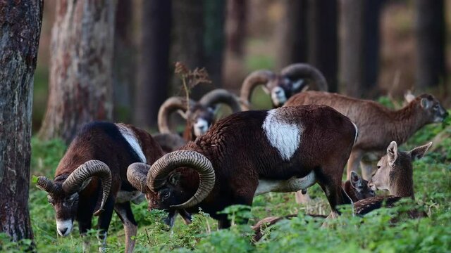 Mouflon widder group standing in the forest during the rutting season with fallow deers in background, autumn, north rhine westphalia, germany, (ovies aries musimon, dama dama)