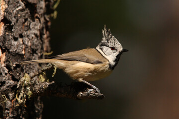 A crested tit (Lophophanes cristatus) sits on a branch in the colorful autumn forest in the Swiss Alps