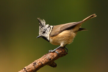 A crested tit (Lophophanes cristatus) sits on a branch in the colorful autumn forest in the Swiss Alps