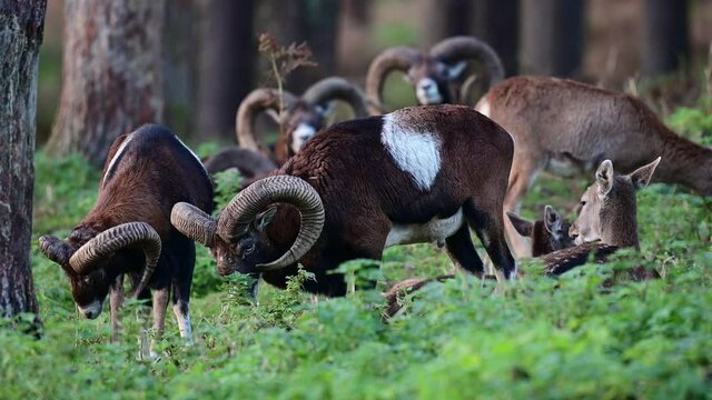 Mouflon widder group standing in the forest during the rutting season with fallow deers in background, autumn, north rhine westphalia, germany, (ovies aries musimon, dama dama)