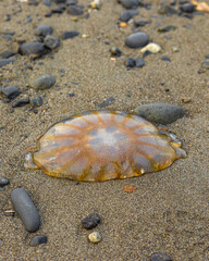 Jellyfish on the beach