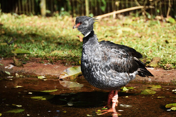 Grey crowned crane