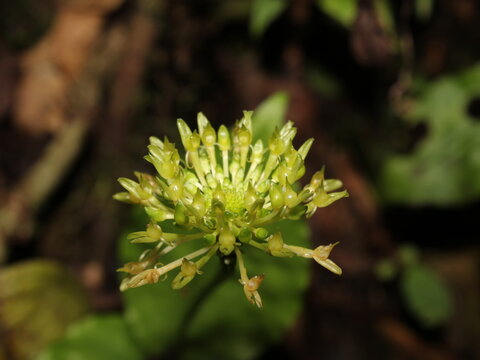 A close up on Malaxis simillima (Rchb. f.) Kuntze flowers  from Monteverde, Costa Rica
